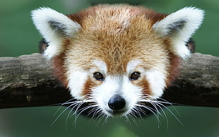 red panda on tree