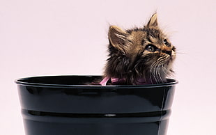 brown tabby kitten in bucket
