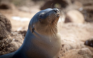 shallow focus photography of gray seal during daytime