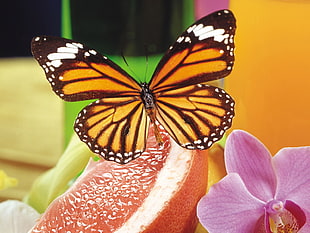 closeup photography of Monarch butterfly