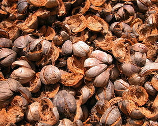 brown coconut shells