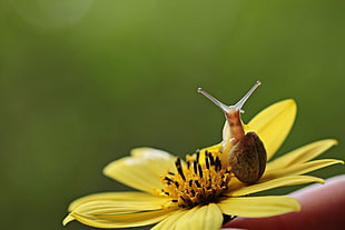 shallow focus photography of brown snaked on yellow flower