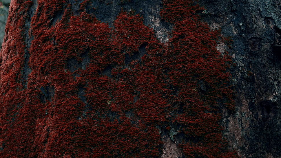 red tree moss, tree bark, moss HD wallpaper