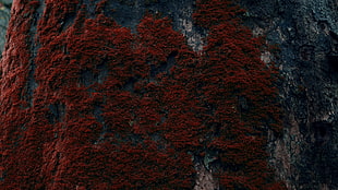 red tree moss, tree bark, moss