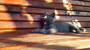 Russian blue cat yawning