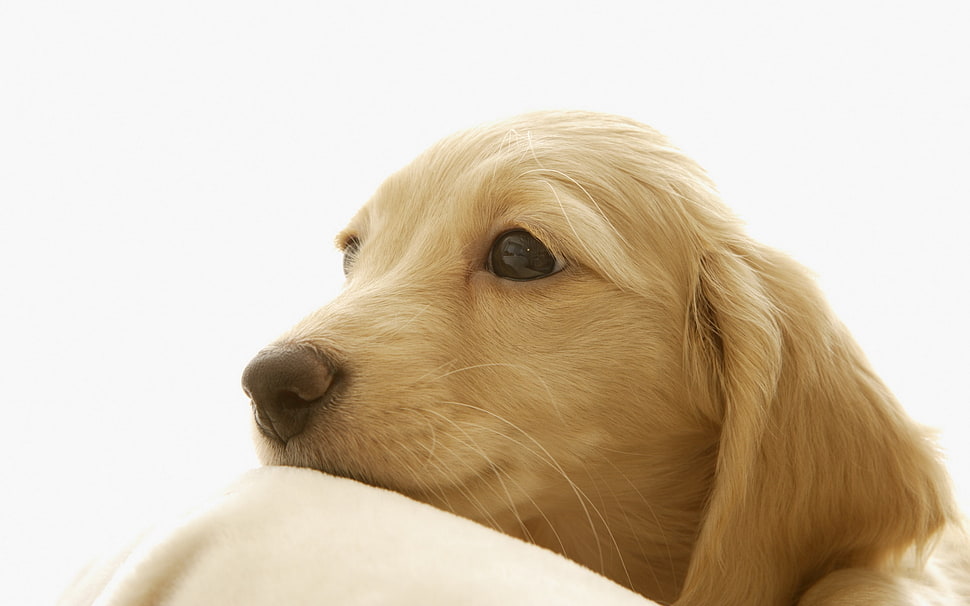close-up photo of Golden Retriever dog HD wallpaper
