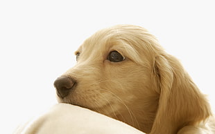 close-up photo of Golden Retriever dog