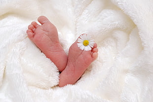 baby's foot with white Daisy flower HD wallpaper