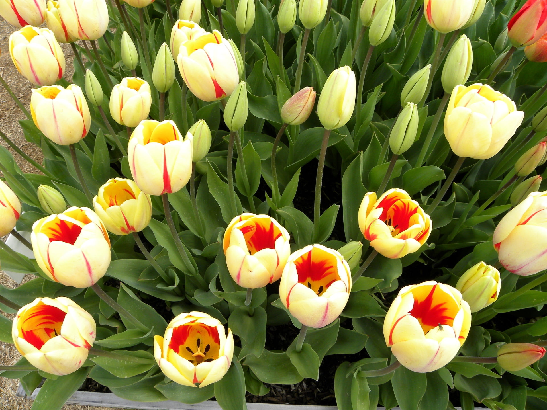 macro photography of yellow-and-red tulips