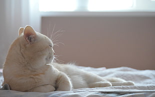 white persian cat on laying during daytime