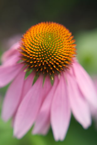 closeup photo of pink Coneflower