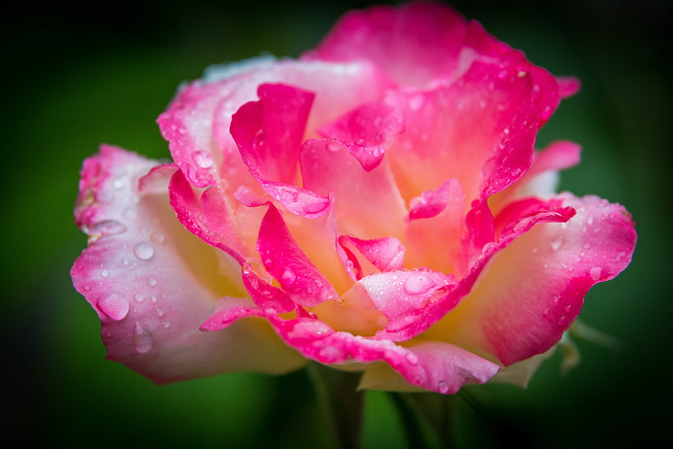 macro photography of pink and white rose with raindrops HD wallpaper