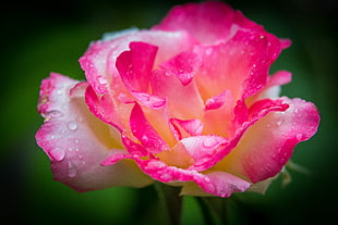macro photography of pink and white rose with raindrops