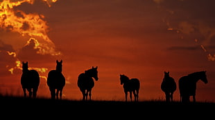 silhouette photo of six horses, nature, animals, horse