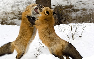 Fox,  Couple,  Fight,  Snow HD wallpaper