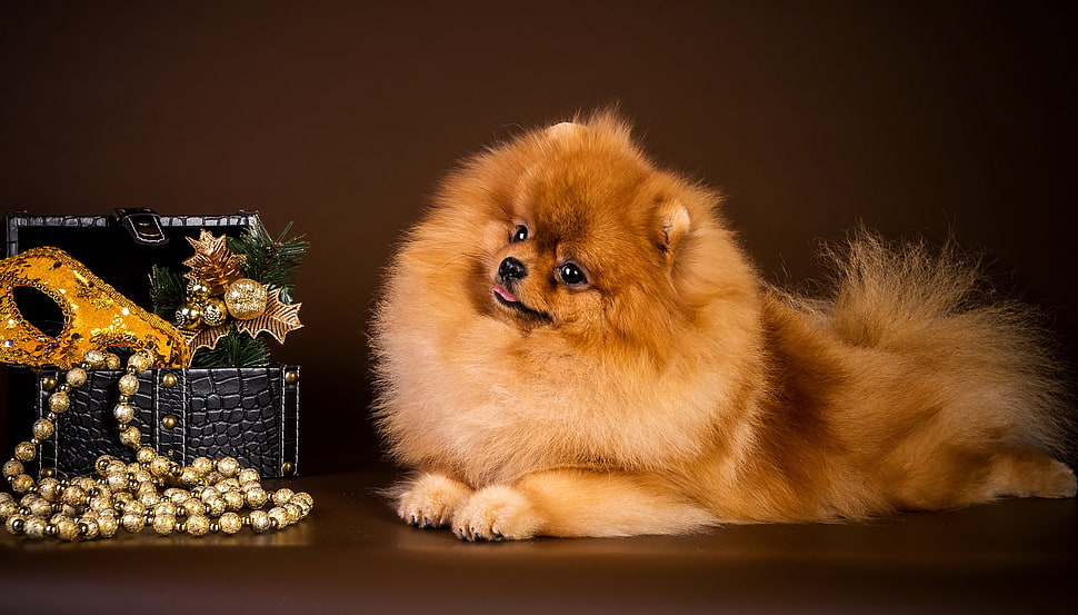 orange Pomeranian HD wallpaper