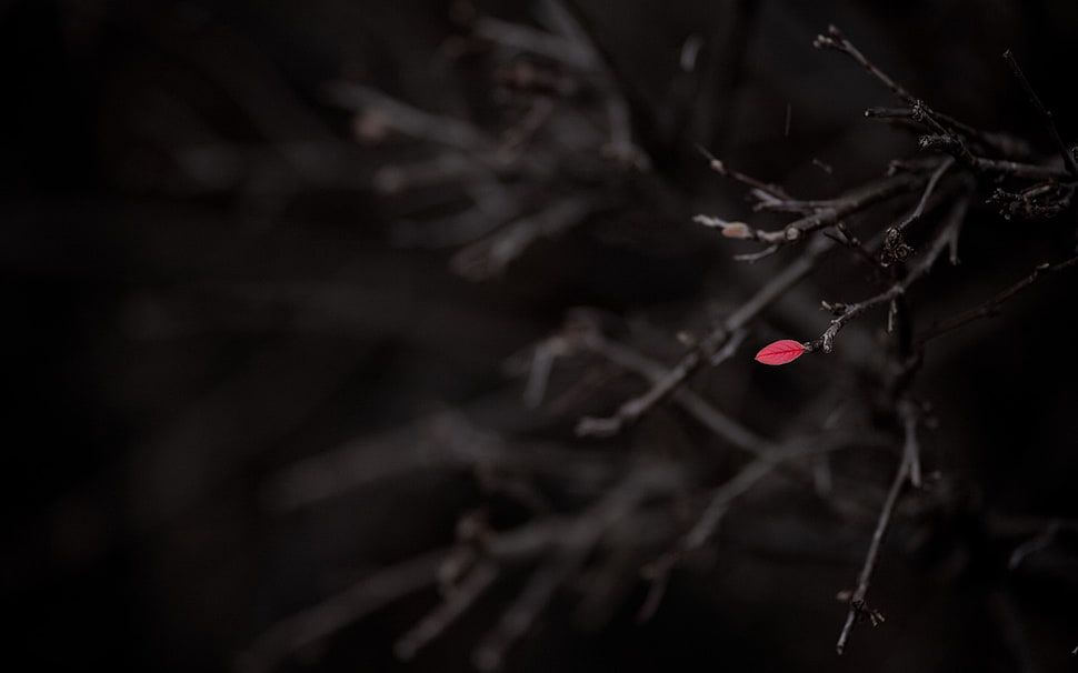 Plants,  Branches,  Dark HD wallpaper