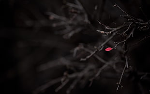 Plants,  Branches,  Dark HD wallpaper