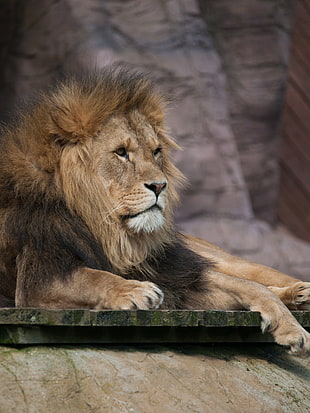brown lion during day time HD wallpaper