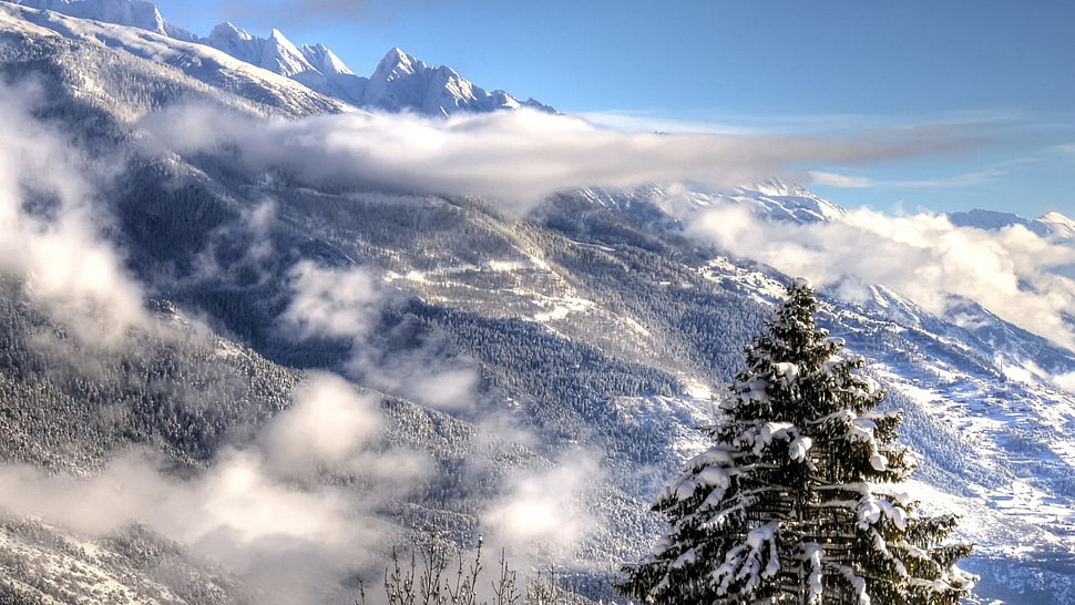 pine tree covered with snow, mountains, winter, snow, trees HD wallpaper