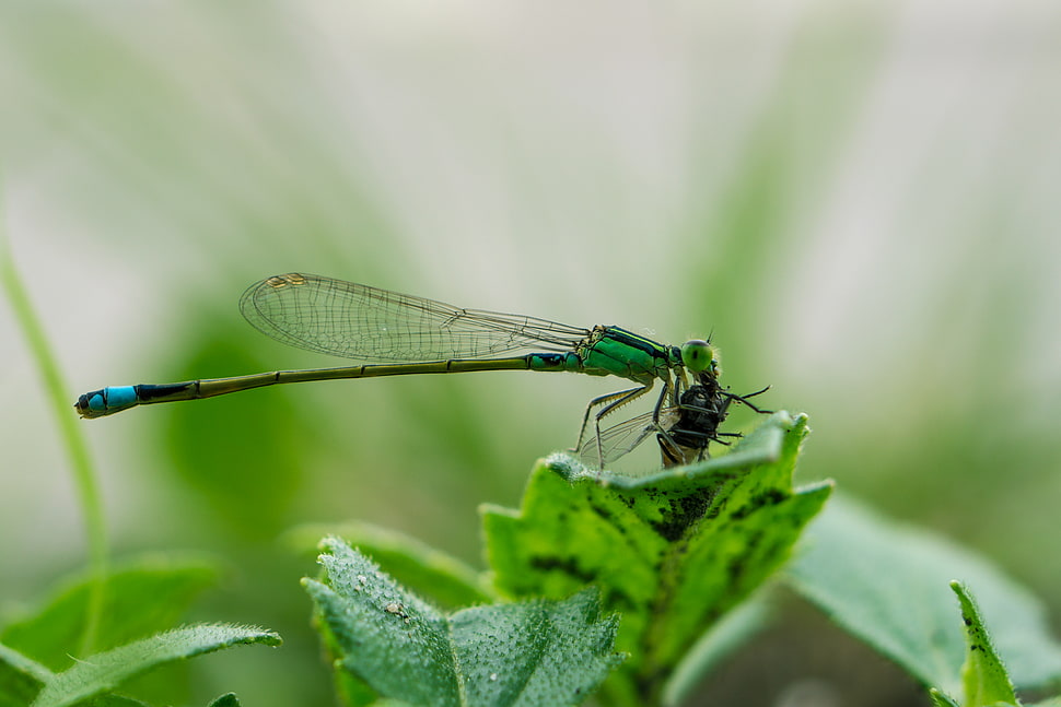 green dragonfly on green leaf, damselfly HD wallpaper