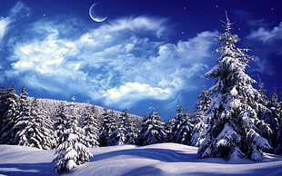 shallow focus photography of snowland HD wallpaper