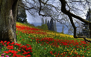 red and yellow petaled flower field beside tree at daytime
