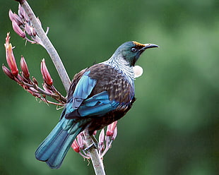 blue and black bird, tūī