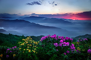 purple and yellow flowers, mountains, flowers, sunset, mist HD wallpaper
