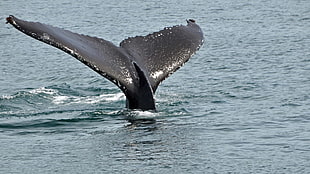 black fin, landscape, sea, whale