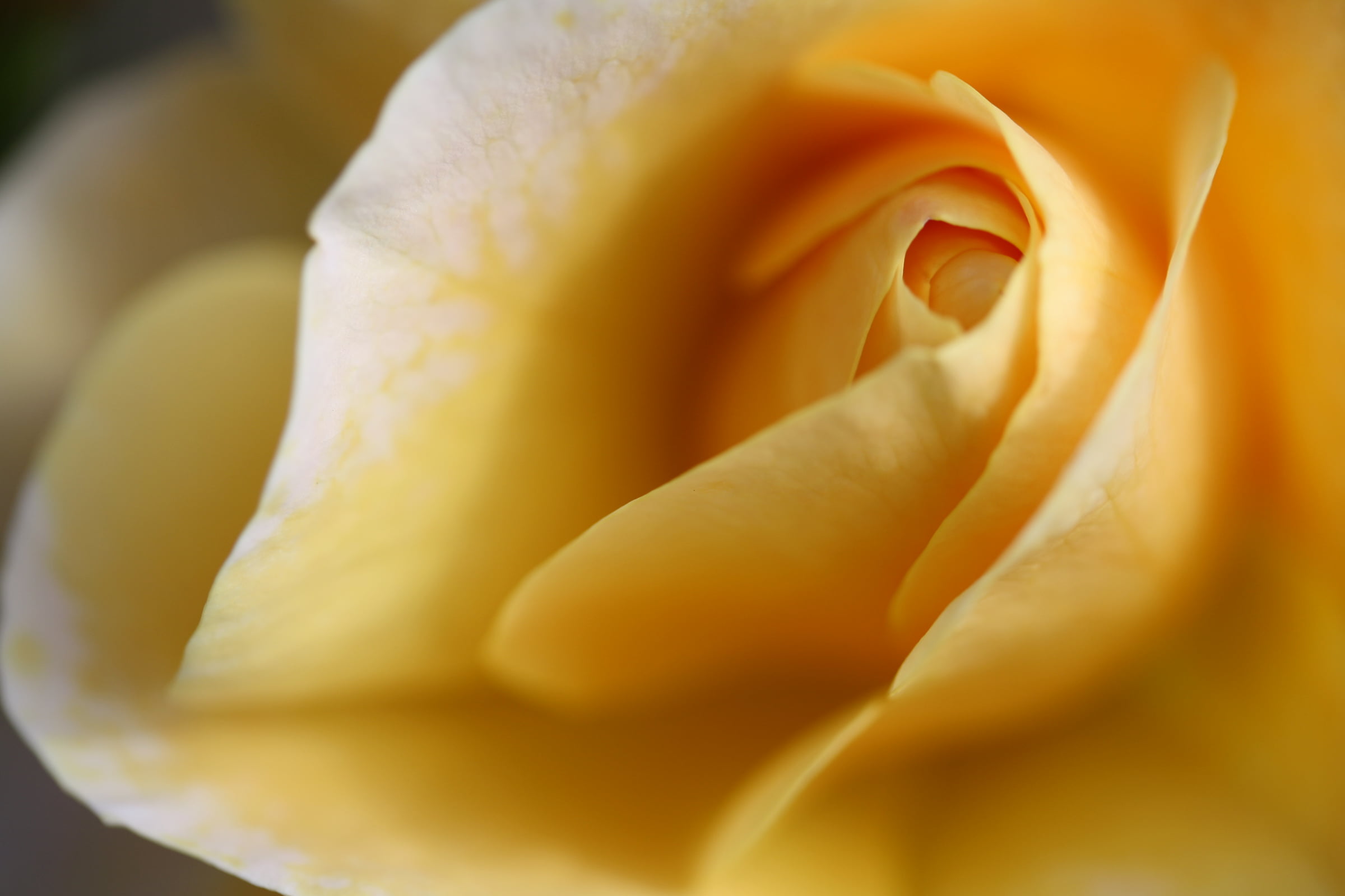 person's left hand, flowers, rose, macro, plants