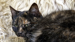 black and orange cat in close-up photo
