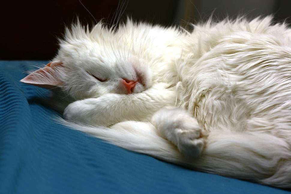 white cat on blue fabric HD wallpaper