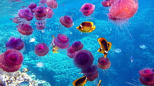 red jellyfishes, nature
