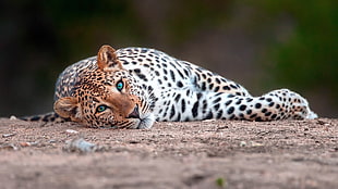 black and brown cheetah, animals, mammals, feline HD wallpaper