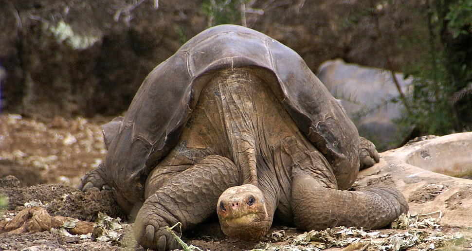Tortoise on surface HD wallpaper