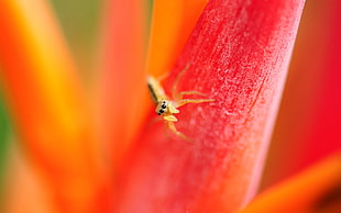 brown spider perching on red flower in close-up photography