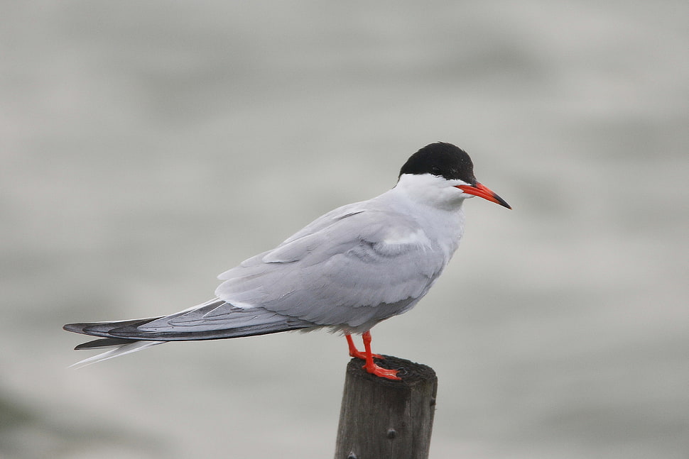 black and grey tern HD wallpaper