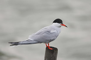 black and grey tern