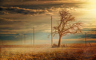 brown dead tree near brown wooden post on brown grass field