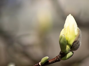 Magnolia flower bud close-up photo HD wallpaper
