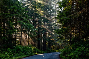 photography of gray concrete road beside green trees