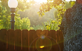 brown wooden fence, lens flare, fence, street light, trees