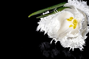 white petaled flower in close-up view photography