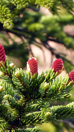 green tree, nature, trees, spruce, pine cones HD wallpaper