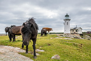 black horse and brown cattle at green grass field near white lighthouse under cloudy sky during daytime, horses