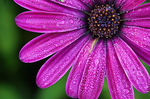 closeup-photography of purple petaled flower with water dews, bornholm