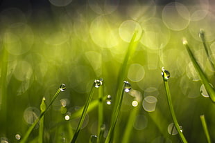 selectiuve focus photography of green grass with water dews HD wallpaper