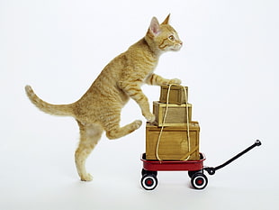 orange cat standing near brown wooden boxes