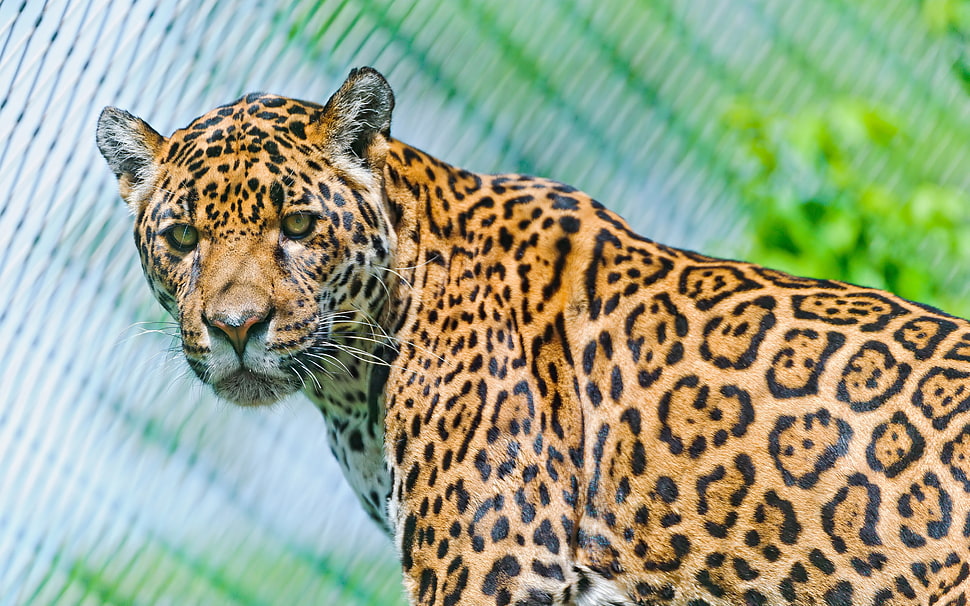 brown leopard HD wallpaper